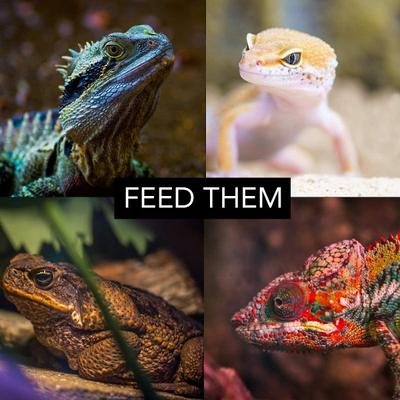 Show full view: G&T Country Living LLC Cricket & Dubia Roach Chow Watergel Crystals Reptile Food, 2-lb bag slide 5 of 5