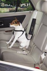 Guardian Gear Ride Right Seat Belt Connector for Dogs, Black slide 2 of 4