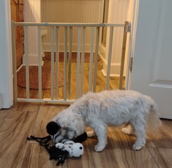 GuardMasterIII Wood Slat Standard Walk-Thru, Natural slide 1 of 4