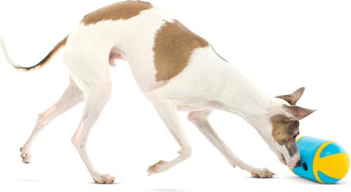 Show full view: GURU Rock 'N Treat Interactive Treat Dispenser Dog Toy, Medium slide 6 of 9