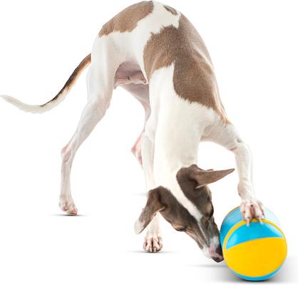 Show full view: GURU Rock 'N Treat Interactive Treat Dispenser Dog Toy, Medium slide 4 of 9