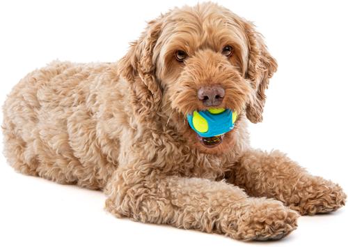 Show full view: GURU Tennis Max Ball Dog Toy, Medium slide 4 of 7