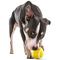 Show in main carousel: GURU Tennis Treat Holder Ball Dog Toy, Medium slide 5 of 8