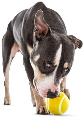 Show full view: GURU Tennis Treat Holder Ball Dog Toy, Medium slide 5 of 8