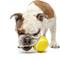 Show in main carousel: GURU Tennis Treat Holder Ball Dog Toy, Medium slide 3 of 8