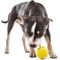 Show in main carousel: GURU Tennis Treat Holder Ball Dog Toy, Medium slide 2 of 8