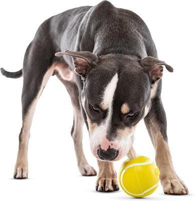 Show full view: GURU Tennis Treat Holder Ball Dog Toy, Medium slide 2 of 8
