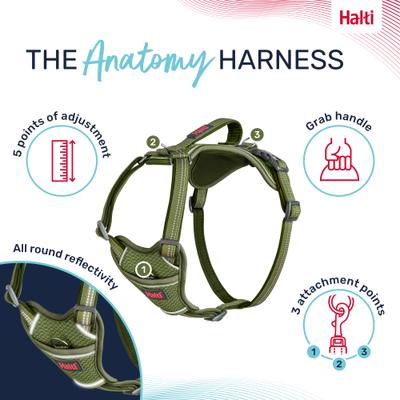 Show full view: Halti Anatomy Reflective Dog Harness, Green, X-Large: 30.75 to 45.25-in chest slide 3 of 8