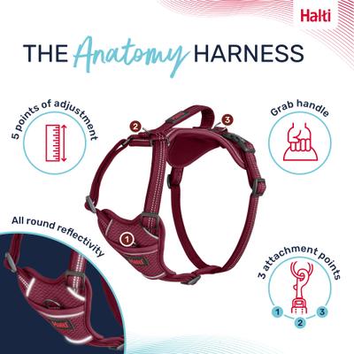Show full view: Halti Anatomy Reflective Dog Harness, Magenta, X-Large: 30.75 to 45.25-in chest slide 3 of 8