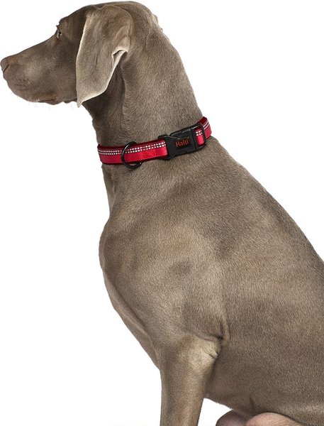 Show full view: Halti Dog Collar, Black, X-Small slide 3 of 4