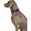 Show in main carousel: Halti Dog Collar, Black, X-Small slide 3 of 4