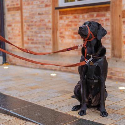 Show full view: Halti Lead Adjustable Training Dog Leash, Burnt Orange, Large slide 5 of 7