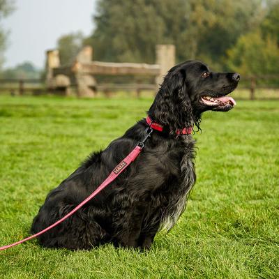 Show full view: Halti Lead Dog Leash, Purple, Large slide 3 of 4