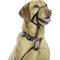 Show in main carousel: Halti Nylon Padded No Pull Dog Headcollar, Size 4: 18 to 24.5-in neck slide 7 of 13