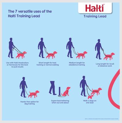 Show full view: Halti Nylon Training Dog Lead, Black, Large: 6.56-ft long, 0.98-in wide slide 2 of 12