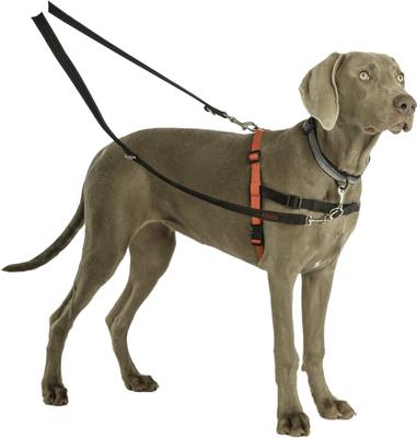 Show full view: Halti Nylon Training Dog Lead, Black, Small: 6.56-ft long, 0.59-in wide slide 7 of 12