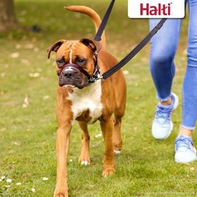 Show full view: Halti OptiFit Nylon Padded No Pull Dog Headcollar, Medium: 16.5 to 21-in neck slide 5 of 10