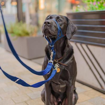 Show full view: Halti Reflective Padded No Pull Dog Headcollar, Cobalt Blue, Size 4 slide 4 of 6