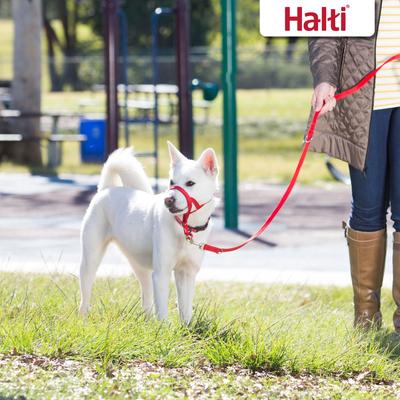 Show full view: Halti Training Lead Dog Leash, Red, Large slide 5 of 7