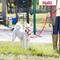 Show in main carousel: Halti Training Lead Dog Leash, Red, Small slide 5 of 7
