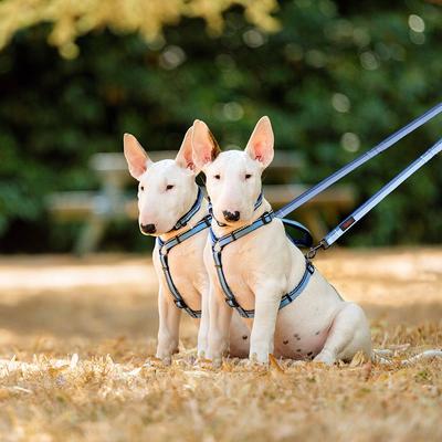 Show full view: Halti Walking Dog Harness, Black, Medium slide 4 of 5