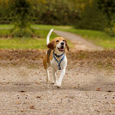 Show full view: Halti Walking Dog Harness, Blue, Small slide 3 of 4