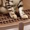 Show in main carousel: HANAMYA Front Entry Large Cat Litter Box with Scoop slide 7 of 11