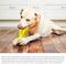 Show in main carousel: HANAMYA Toothbrush Dog Chew Toy, Lemon slide 9 of 10