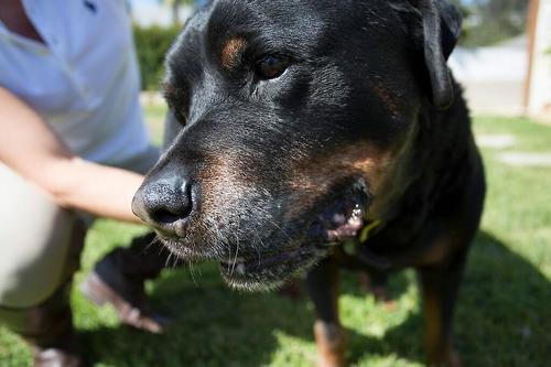 Show full view: HandsOn All-In-One Pet Bathing & Grooming Gloves, Black, Small slide 8 of 10