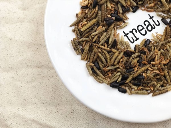 Happy Hen Treats Bug Bonanza Mealworm & Bug Mix Chicken Treats