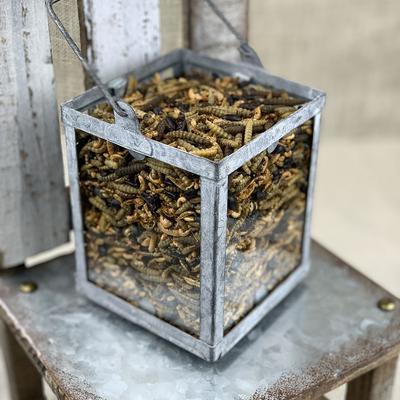 Show full view: Happy Hen Treats Bug Bonanza Poultry Treats, 5-lb bag slide 3 of 3