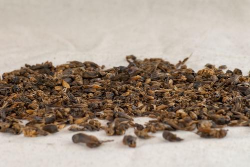 Show full view: Happy Hen Treats Cricket Craze Dried Crickets Chicken Treats, 5-oz bag slide 2 of 6