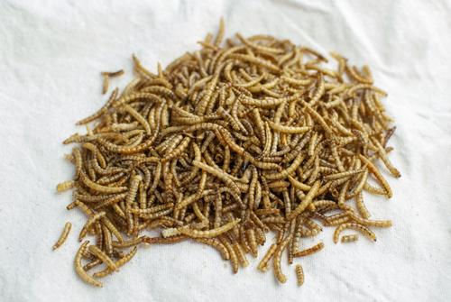 Show full view: Happy Hen Treats Mealworm Frenzy Poultry Treats, 10-oz bag slide 2 of 6