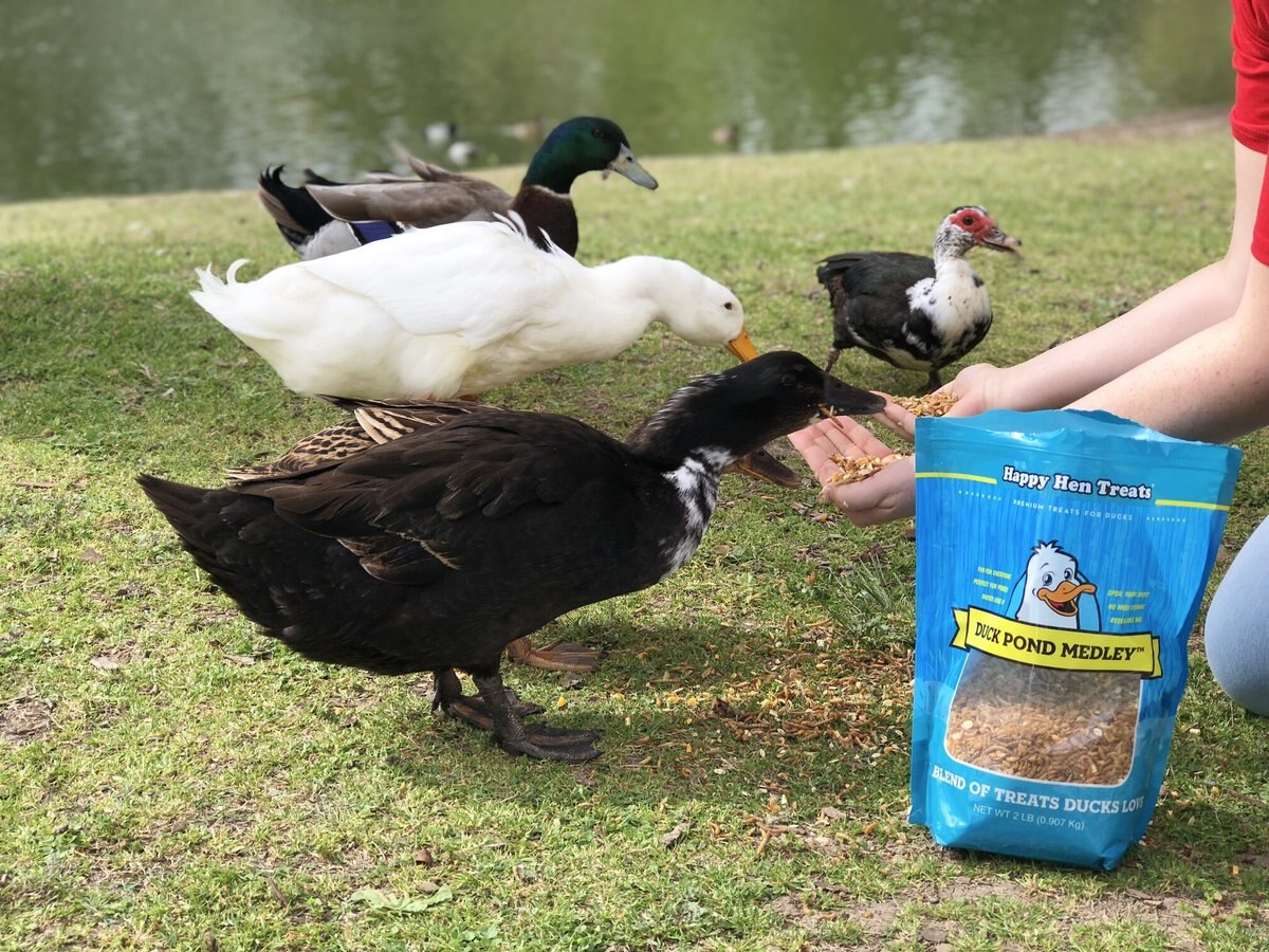 HAPPY HEN TREATS Pond Medley Duck Treats, 2-lb bag, bundle of 2 - Chewy.com