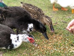 Happy Hen Treats Pond Medley Duck Treats, 2-lb bag slide 2 of 4