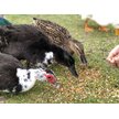 Show in main carousel: Happy Hen Treats Pond Medley Duck Treats, 2-lb bag slide 2 of 5