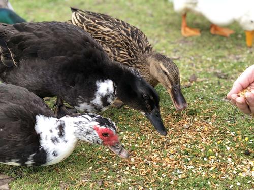 Show full view: Happy Hen Treats Pond Medley Duck Treats, 2-lb bag slide 2 of 5