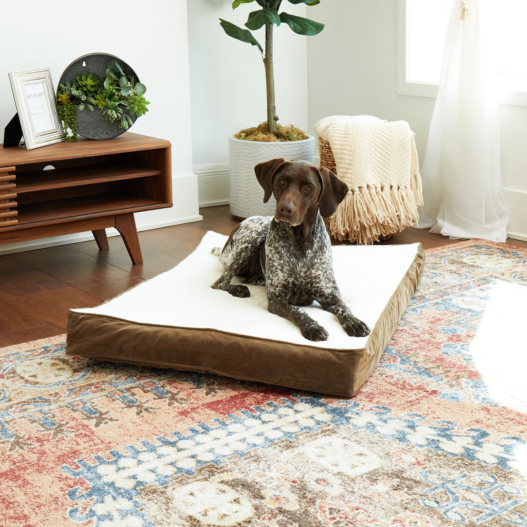 Happy Hounds Otis Orthopedic Pillow Dog Bed with Removable Cover, Latte, Medium