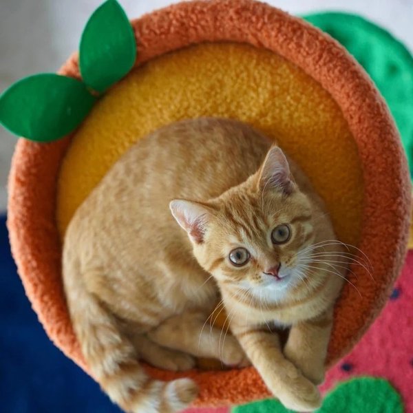 Show full view: Happy & Polly Fruit World Plush Cat Tree, Large, 41-in slide 3 of 9
