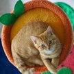 Show in main carousel: Happy & Polly Fruit World Plush Cat Tree, Large, 41-in slide 3 of 9