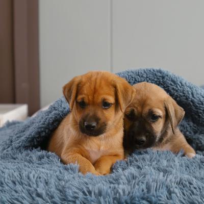 Show full view: HappyCare Textiles Duplex Warm Comfort Faux Fur Sherpa Waterproof Dog & Cat Blanket, Blue, Medium slide 7 of 10