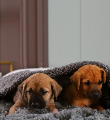 Show full view: HappyCare Textiles Duplex Warm Comfort Faux Fur Sherpa Waterproof Dog & Cat Blanket, Dark Grey, Medium slide 5 of 9