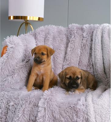 Show full view: HappyCare Textiles Duplex Warm Comfort Faux Fur Sherpa Waterproof Dog & Cat Blanket, Light Grey, Small slide 5 of 10