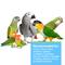 Show in main carousel: Hari Tropican Hand-Feeding Formula Bird Food, 11-lb bag slide 3 of 7