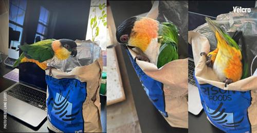 Show full view: Harrison's Bird Foods Adult Lifetime Coarse Organic Pellet Bird Food, 25-lb bag slide 7 of 9