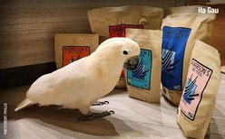 Harrison's Bird Foods Adult Lifetime Coarse Organic Pellet Bird Food, 5-lb bag slide 2 of 9