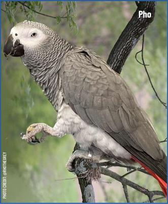 Show full view: Harrison's Bird Foods High Potency Coarse Organic Pellet Bird Food, 25-lb bag slide 7 of 8