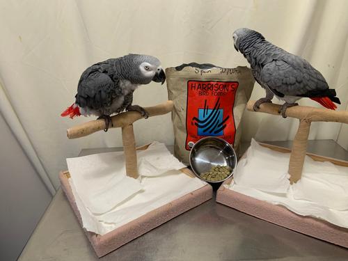 Show full view: Harrison's Bird Foods High Potency Coarse Organic Pellet Bird Food, 5-lb bag slide 8 of 9