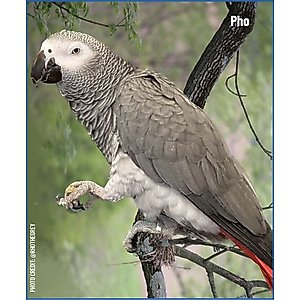 Harrison's High Potency Coarse Organic Pellet Bird Food, 5-lb bag