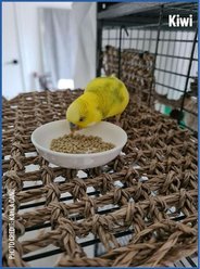 Harrison's Bird Foods High Potency Fine Organic Pellet Bird Food, 1-lb bag slide 2 of 8